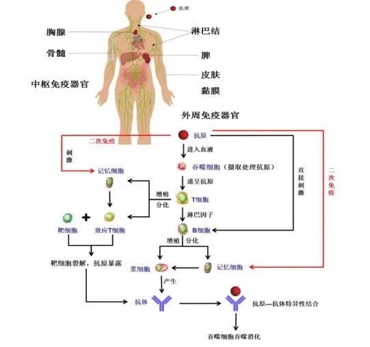 菌苗、疫苗、类毒素、免疫球蛋白等）而使机体获得的抵抗感染能力。　　　　特异性免疫反应又可分为致敏t细