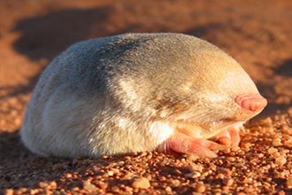 鼹(chrysochloridae,是一类有着柔顺亮毛的哺乳动物,统称金毛鼹科