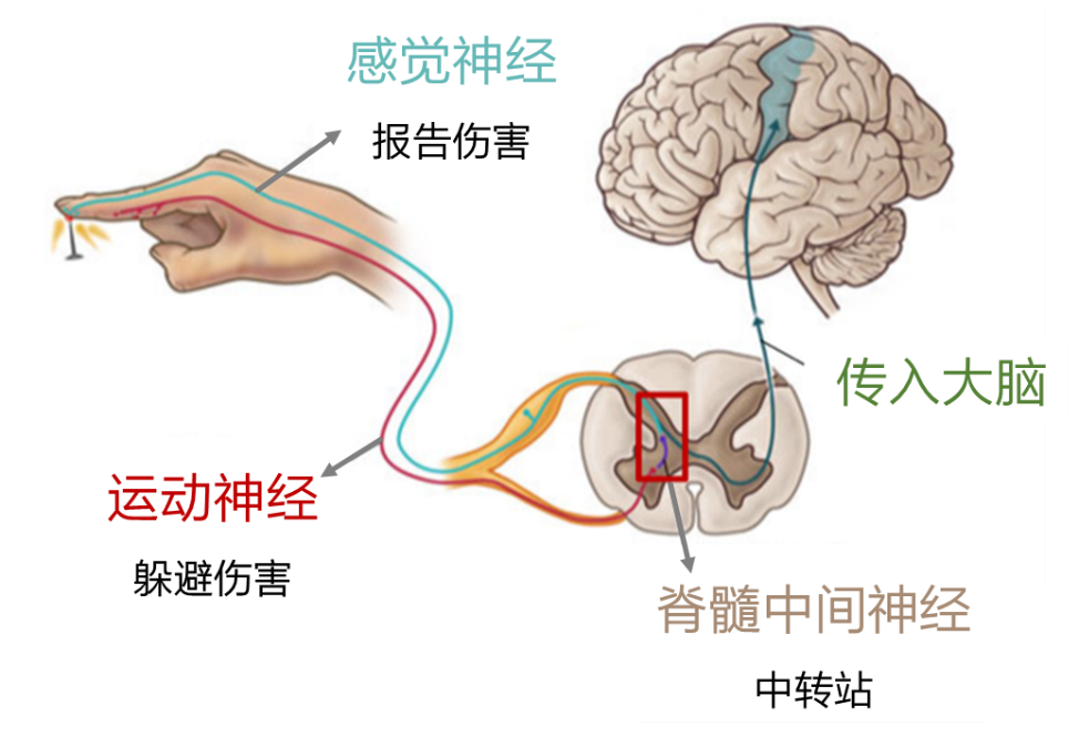 发现一个痛觉基因或为无痛分娩的新希望