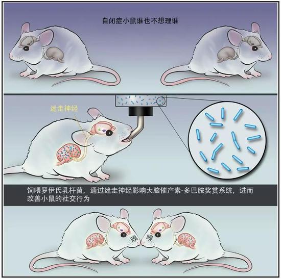 让自闭症小鼠告别“社恐”,仅需一瓶乳酸菌?-responsive 让自闭症小鼠告别“社恐”,仅需一瓶乳酸菌?
