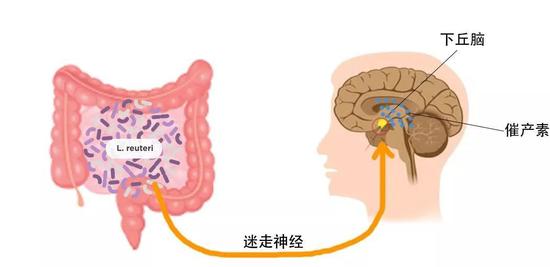 让自闭症小鼠告别“社恐”,仅需一瓶乳酸菌?-responsive 让自闭症小鼠告别“社恐”,仅需一瓶乳酸菌?