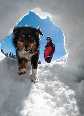 scientificamericandogsandcats0918-15-I9.webp