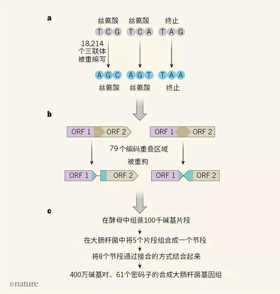 迄今最大合成基因组诞生:非全部密码子构建的-responsive 迄今最大合成基因组诞生:非全部密码子构建的