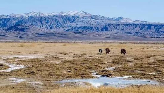 可可西里和鼓浪屿列入世界遗产,你了解多少?