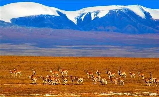 可可西里和鼓浪屿列入世界遗产,你了解多少?