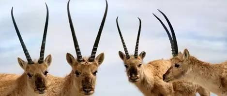 可可西里和鼓浪屿列入世界遗产,你了解多少?