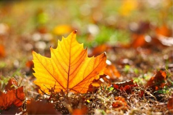 15时40分立秋,别忘“咬秋”“贴秋膘”