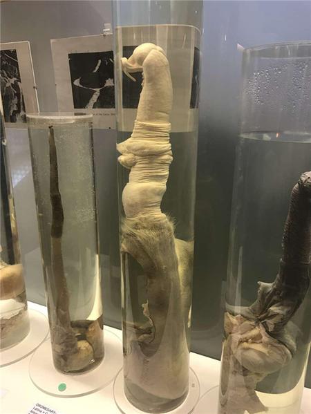 这个博物馆有点“污”，里面都是动物的丁丁
