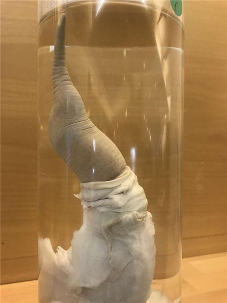 这个博物馆有点“污”，里面都是动物的丁丁