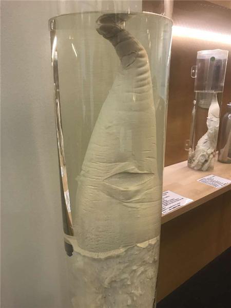 这个博物馆有点“污”，里面都是动物的丁丁