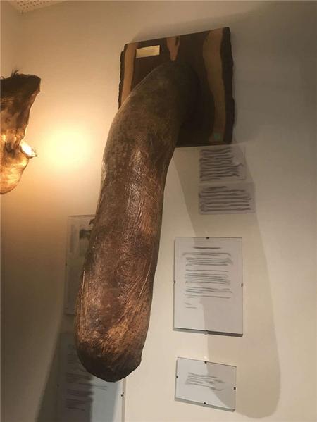 这个博物馆有点“污”，里面都是动物的丁丁