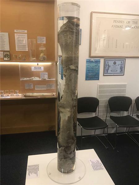 这个博物馆有点“污”，里面都是动物的丁丁