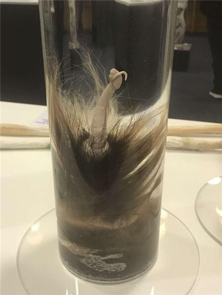 这个博物馆有点“污”，里面都是动物的丁丁