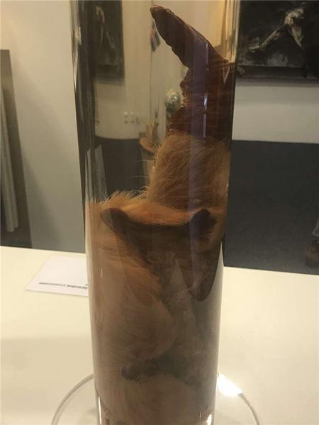 这个博物馆有点“污”，里面都是动物的丁丁