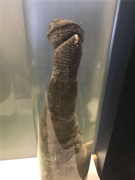 这个博物馆有点“污”，里面都是动物的丁丁