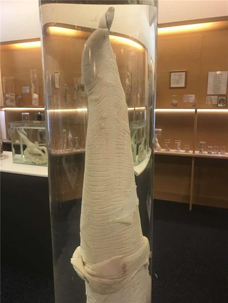 这个博物馆有点“污”，里面都是动物的丁丁