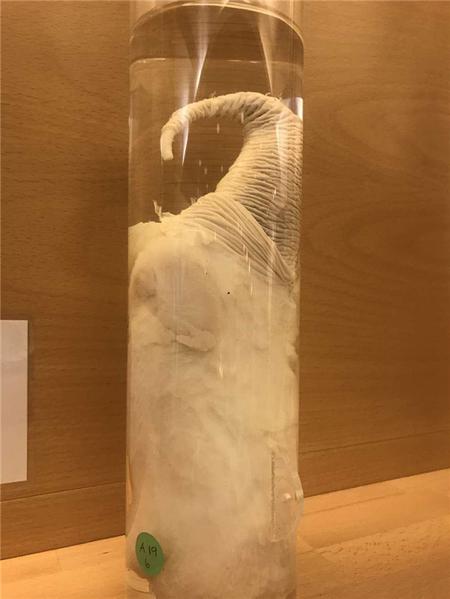 这个博物馆有点“污”，里面都是动物的丁丁