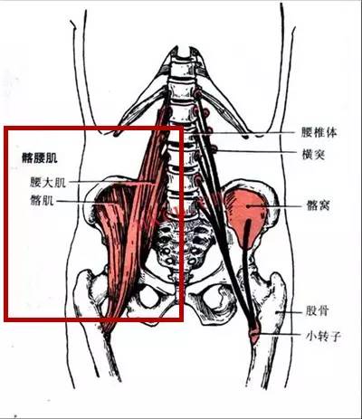 髂腰肌的起止点解剖图图片