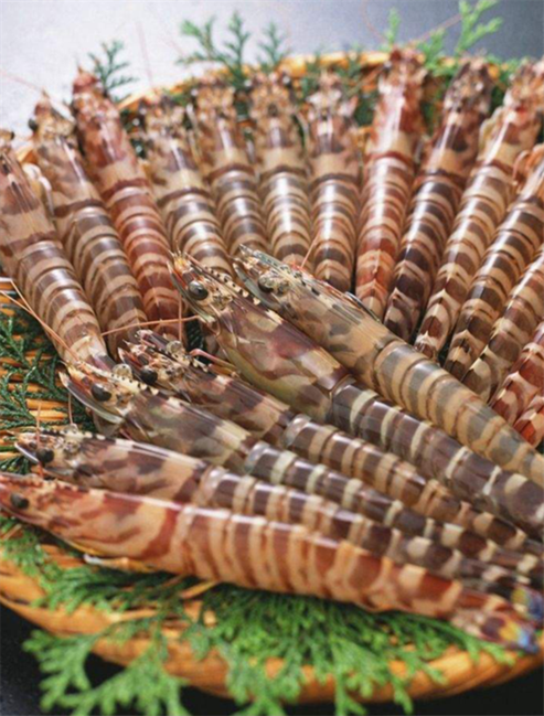 北方的"基围虾"日本对虾_副本