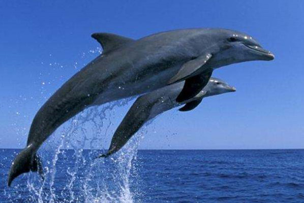 鲸和海豚的社交生活与人类相似