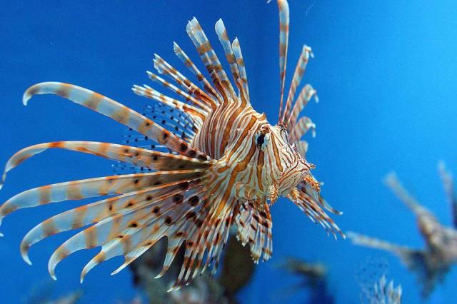 蓑鲉(pterois volitans)