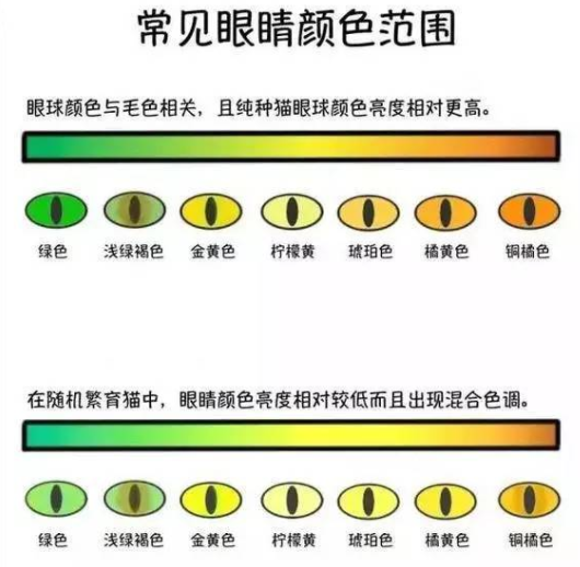 改变虹膜颜色图片