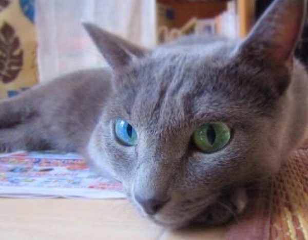 阴阳眼的猫咪可以通灵-说说猫咪的虹膜异色