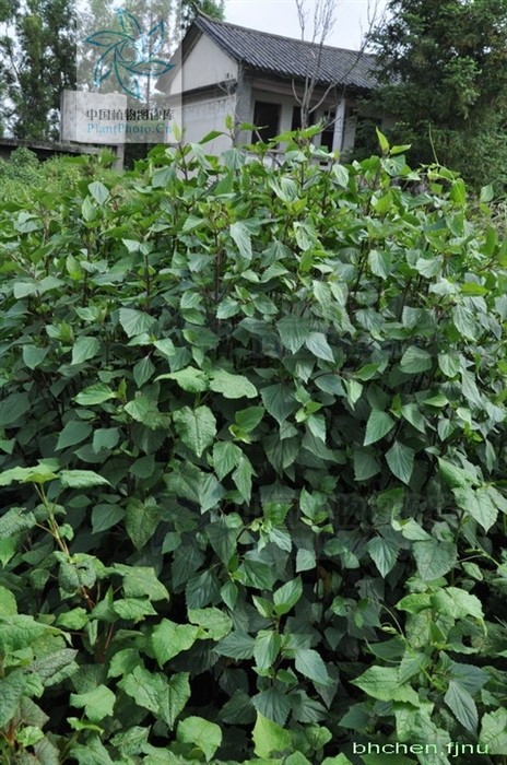 入侵植物强势来袭,"头号杀手"紫茎泽兰造成了哪些危害?