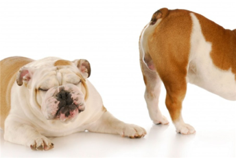 这是一篇有味道的文章——10个关于放屁的事实