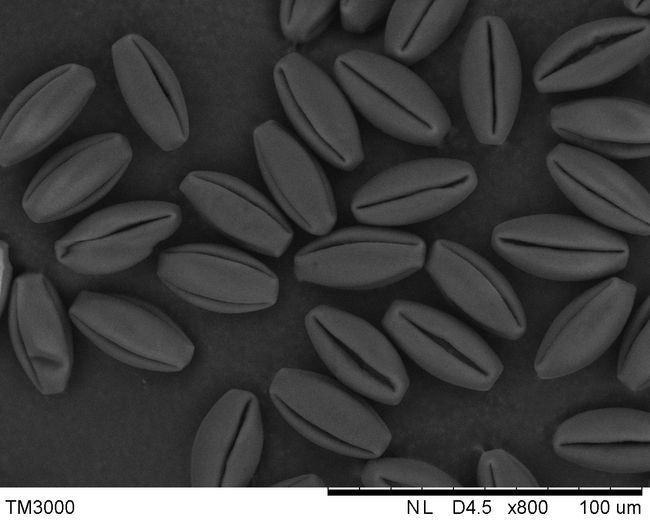 紫花地丁的花粉-明冠华摄影