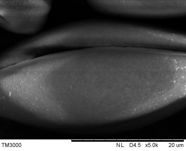 紫花地丁的花粉-明冠华摄影2