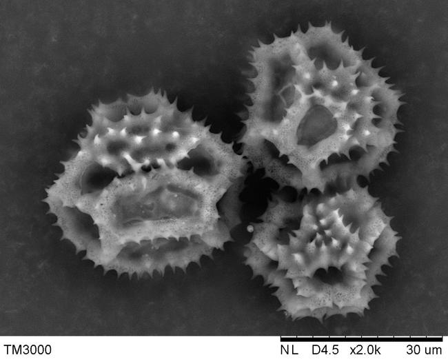 蒲公英的花粉 -明冠华摄影1