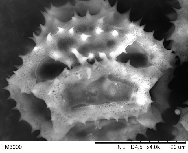 蒲公英的花粉-明冠华摄影2