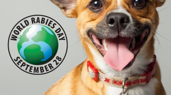 又快到狂犬高发季,是时候祭出这篇文章了