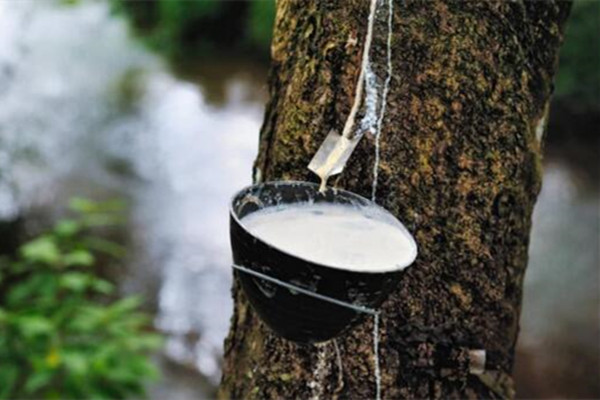 动物能产奶，那植物呢？