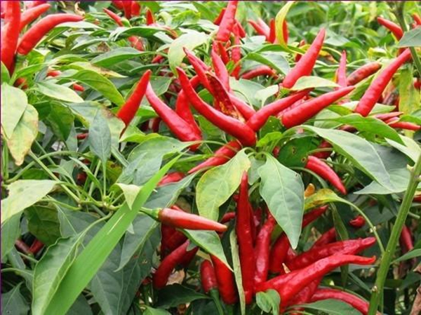 为何辣椒被称为辣中之王？