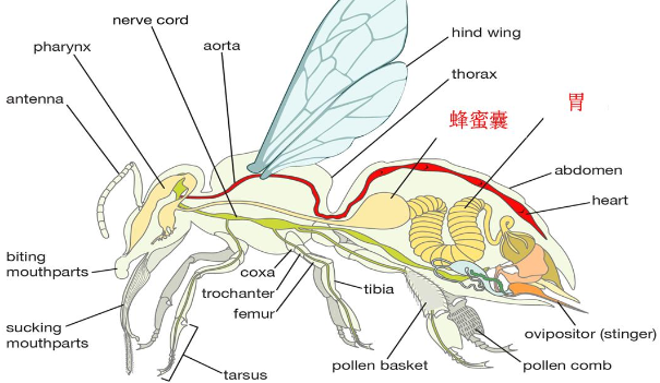 蜜蜂