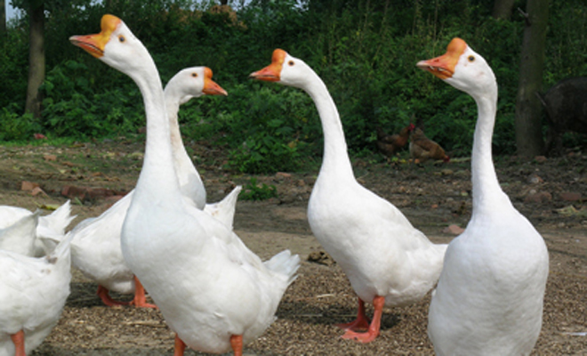 以莱茵鹅为父本,与我国的中小型鹅种杂交可以显著改善我国地方鹅种